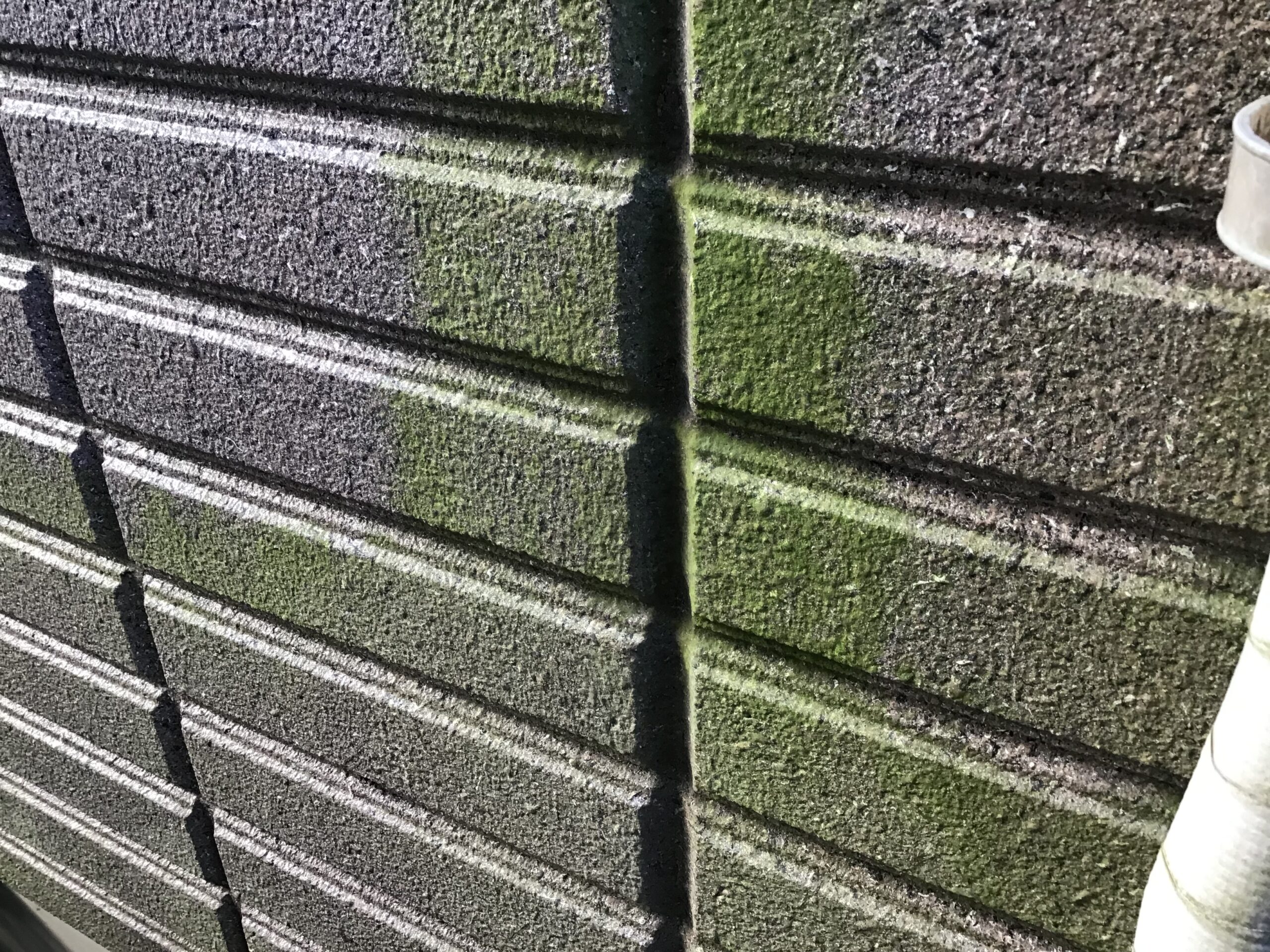 外壁の苔・カビ