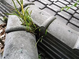 屋根に雑草が生える