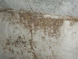 コンクリート劣化症状:カビやコケの繁殖